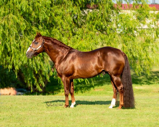 Top Cutting Sires of 2021 AQHA